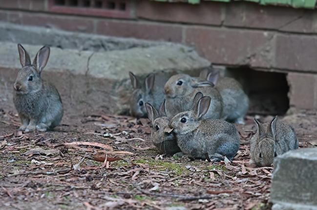 Seven rabbits in front of a brick building.