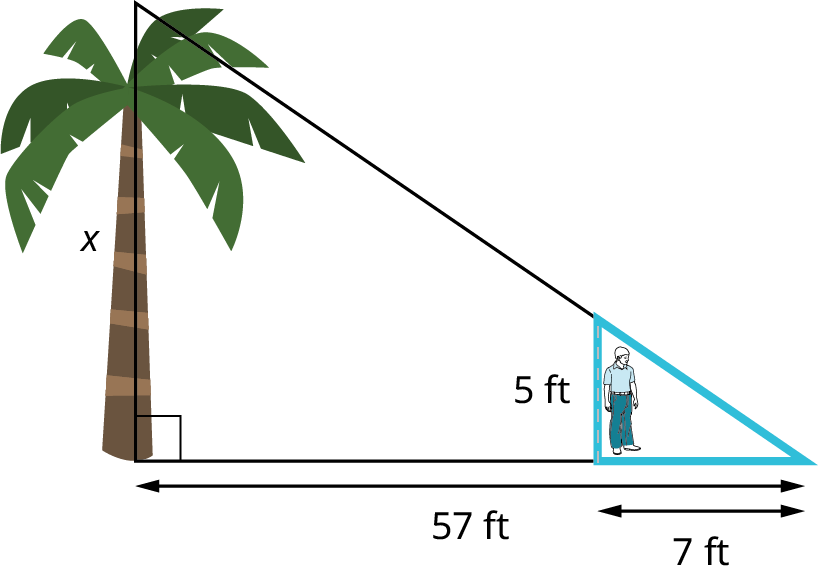 An illustration of a palm tree and stick figure person shows a right triangle. The vertical leg shows a tree and it measures x. The hypotenuse is unknown. The horizontal leg measures 57 feet. A boy who is 5 feet tall is standing 50 feet away from the base of the tree. The boy casts a shadow of 7 feet.