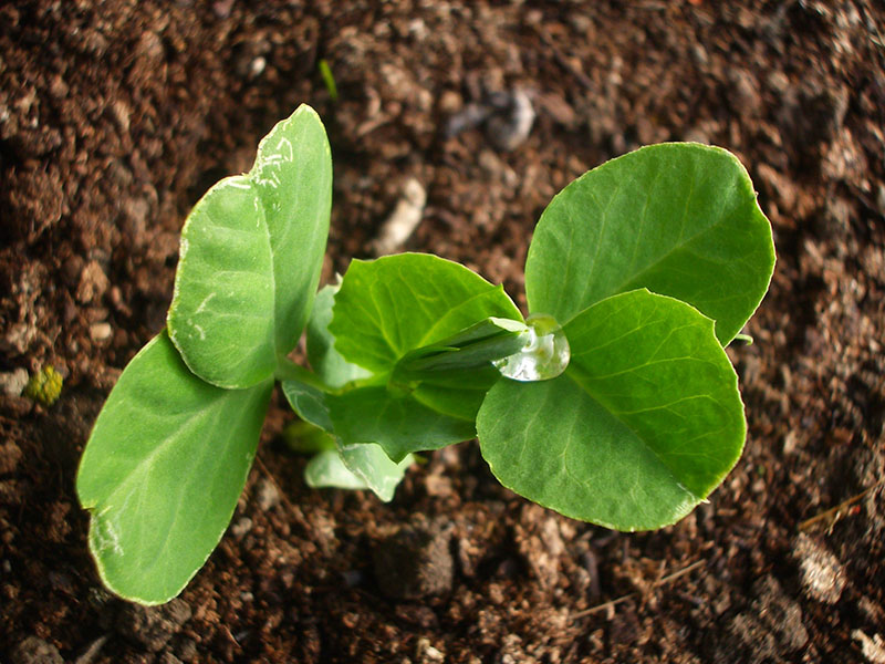 A young pea plant is growing out of the soil.