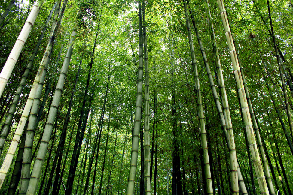 An upward view of bamboo trees.