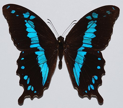 512px-Swallowtail_Butterfly_Papilio_oribazus_8539896308.jpg