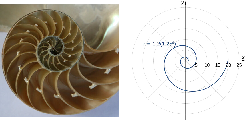 This figure has two figures. The first is a shell with many chambers that increase in size from the center out. The second is a spiral with equation r = 1.2(1.25θ).