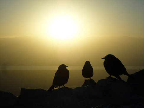 Three birds on a cliff with the sun rising in the background.
