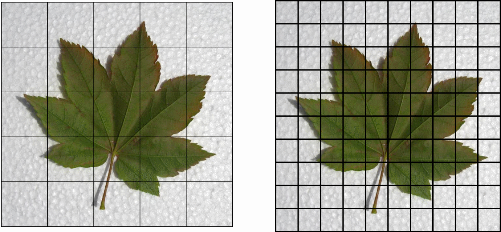 On the left, a 5 by 5 square grid is superimposed on the leaf from the previous image; on the right, 10 by 10 grid is superimposed on the same leaf. 