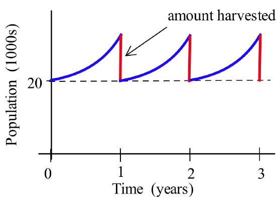 Vertical axis is labeled "Population (1000s)" and horizontal axis  "Time (years)." A dashed horizontal line marks a baseline population of 20,000. For each one-year interval, a blue curve shows the population growing upward from the baseline. At the end of years 1, 2, and 3, a vertical red line shows the population dropping immediately back to the 20,000 baseline, with an arrow pointing to the first drop labeled "amount harvested."