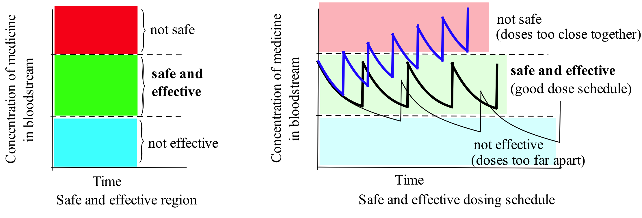 At left ('Safe and effective region'), the vertical axis measures concentration and horizontal axis time. A top red band is labeled 'not safe,' a middle green band 'safe and effective,' and a bottom cyan band 'not effective.' At right ('Safe and effective dosing schedule') three 'sawtooth' lines are superimposed over the same colored bands. A blue curve climbs into the red band (doses too close together), a black curve oscillates entirely within the middle green band (good dose schedule) and a thin black curve descends into the cyan band (doses too far apart).