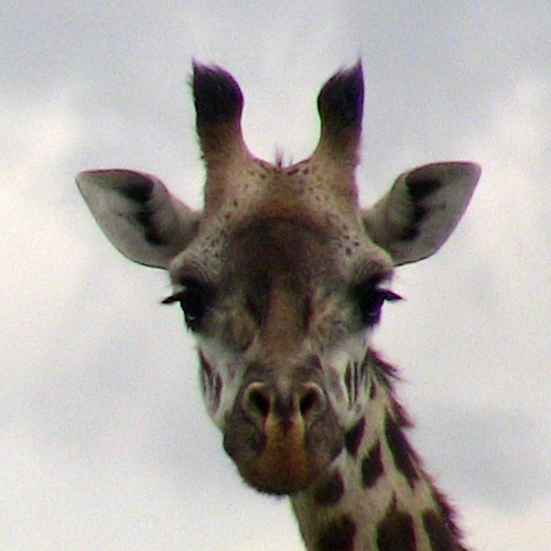giraffe-face.jpg