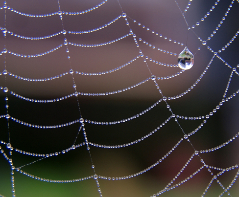 Uma fotografia de uma teia de aranha coletando gotas de orvalho.