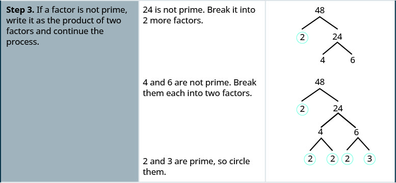 One row down, the first cell says: “Step 3. If a factor is not prime, write it as the product of two factors and continue the process.” In the second cell, the instructions say: “24 is not prime. Break it into 2 more factors.” The third cell contains the original factor tree, with 48 at the top and two downward-pointing branches terminating at 2, which is underlined, and 24. Two more branches descend from 24 and terminate at 4 and 6 respectively. One line down, the instructions in the middle of the cell say “4 and 6 are not prime. Break them each into two factors.” In the cell on the right, the factor tree is repeated once more. Two branches descend from the 4 and terminate at 2 and 2. Both 2s are circled. Two more branches descend from 6 and terminate at a 2 and a 3, which are both circled. The instructions on the left say “2 and 3 are prime, so circle them.”