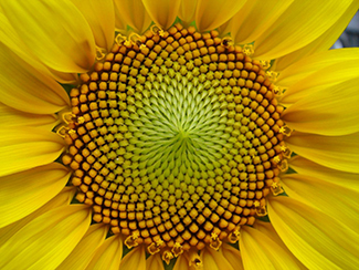 Cette photo montre un tournesol, en particulier les courbes des graines en son milieu. Le nombre de spirales dans chaque direction est toujours un nombre de Fibonacci.