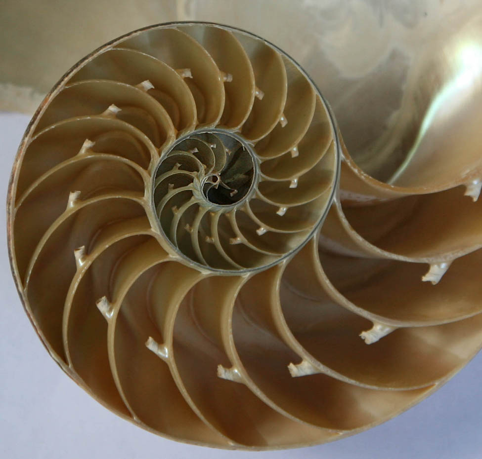 A photo of a cross section of a seashell that spirals from big chambers to smaller and smaller ones.