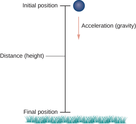 This figure is a ball falling in a vertical path. The ball is at the top at the initial position. From the ball a vector is drawn vertically downward labeled “acceleration”. The vertical line is labeled “distance”. At the bottom of the line it is labeled “final position”. There is also grass at the bottom of the figure.