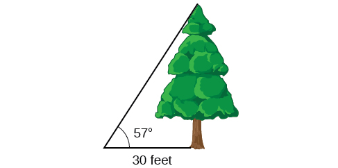 Un árbol con ángulo de 57 grados desde el punto de vista. El punto de vista está a 30 pies del árbol.