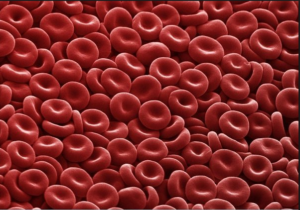 Red Blood Cells.