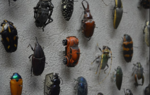 Beetles pinned to a surface as a collection with a mini volkswagen beetle car in the mix.