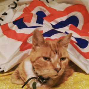 Robin el gato naranja bajo bandera del bicentenario de Estados Unidos