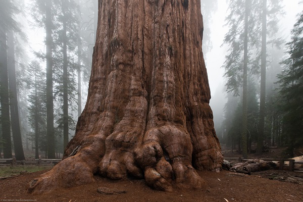 A picture of the bottom of the world's largest living tree.