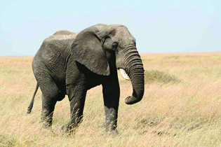 Una fotografía de un elefante adulto.