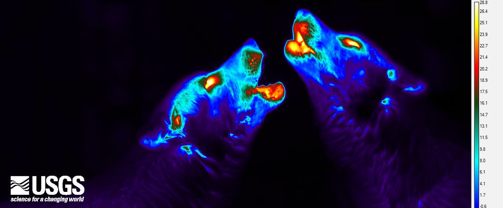 Thermal image of wolves howling. Their eyes and mouths show higher temperatures than their fur.